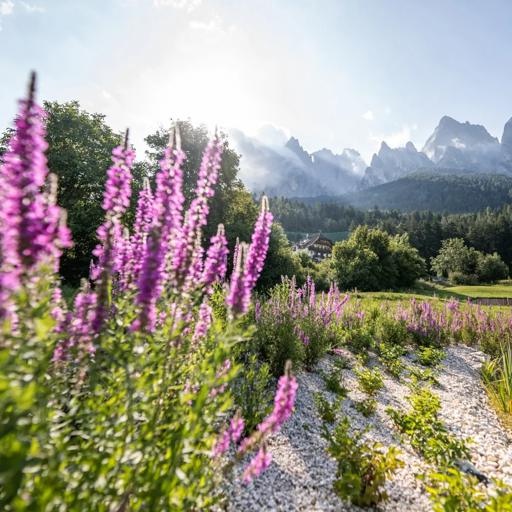 Lila Blumen auf dem Golfplatz in Kastelruth mit der Bergkulisse der Dolomiten im Hintergrund