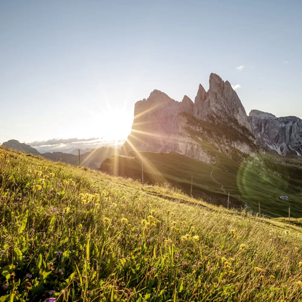 Alba sulle cime delle Dolomiti con prato di montagna fiorito sull'Alpe di Siusi