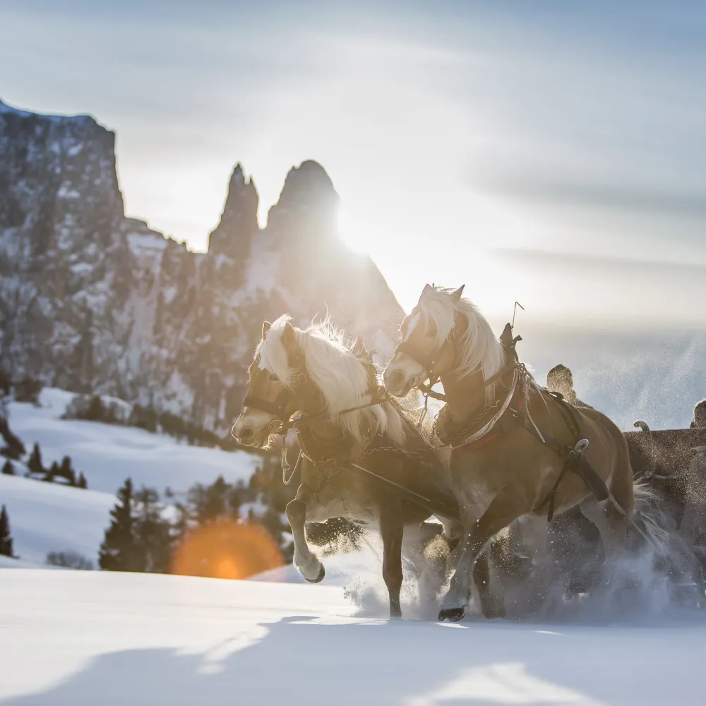 Zwei Haflinger ziehen einen Pferdeschlitten durch den Schnee vor den winterlichen Dolomiten