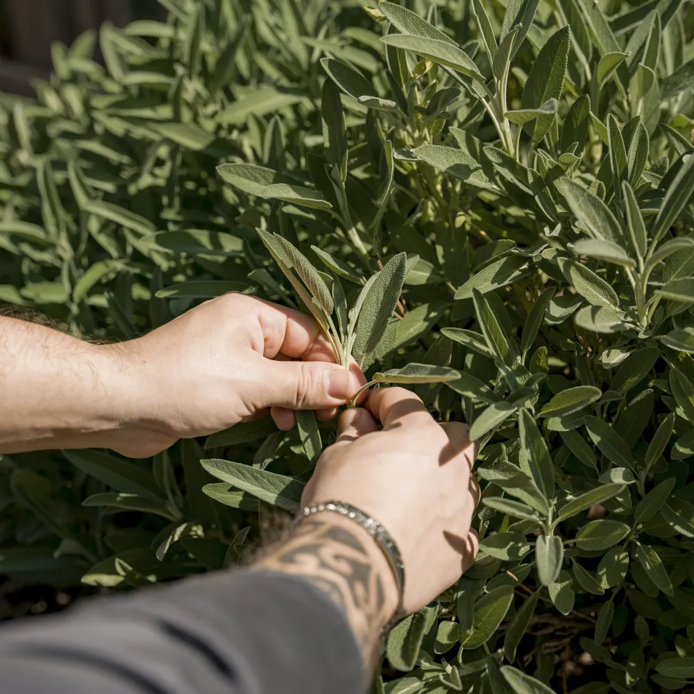 Hand pflückt frischen Rosmarin, Sinnbild für die regionale und saisonale Küche des Alpenflora