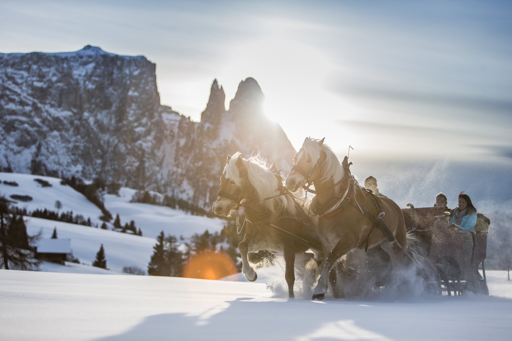 Zwei Haflinger ziehen einen Pferdeschlitten durch den verschneiten Schnee im Gegenlicht der Dolomiten