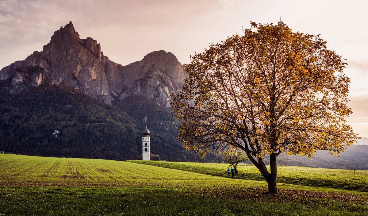 Autumn-coloured tree on a meadow with a church tower and the Dolomites in the background near Castelrotto