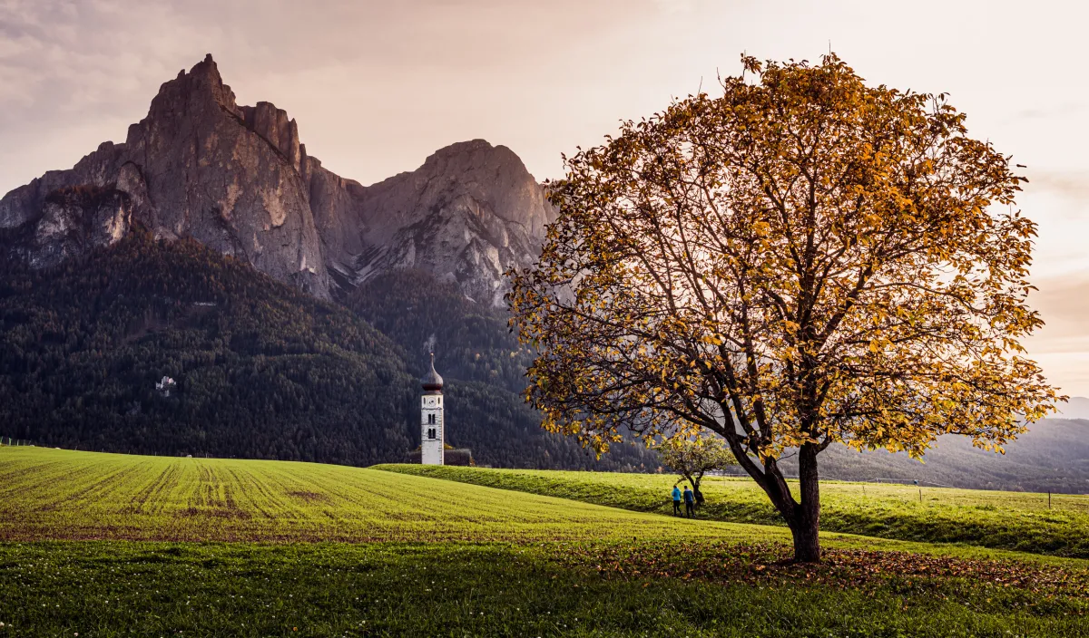 Autumn tree and church tower before the Dolomites near Castelrotto