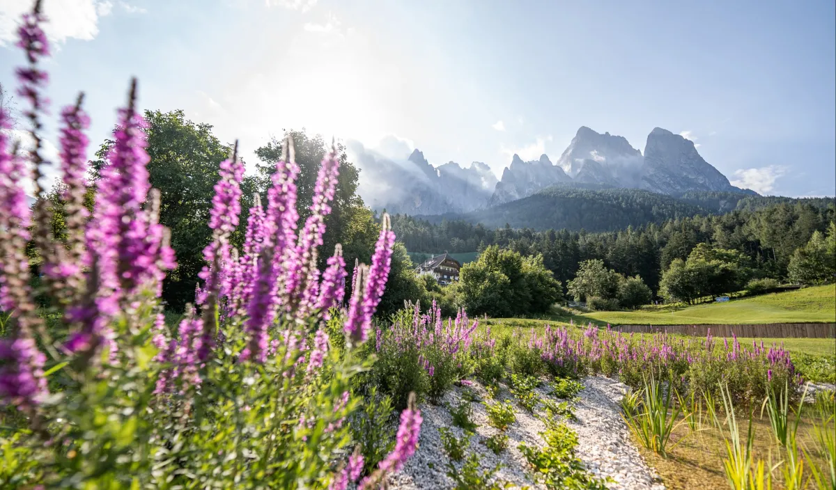 Purple flowers at the St. Vigil golf course in Castelrotto with the Dolomites in the background