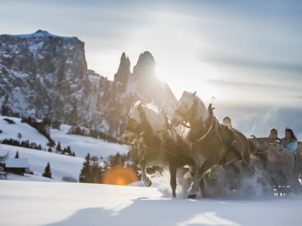 Zwei Haflinger ziehen einen Pferdeschlitten durch den Schnee im Gegenlicht der verschneiten Dolomiten